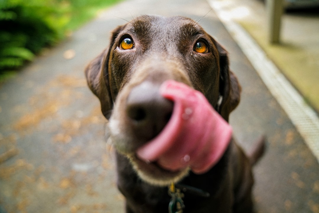 Photo Dog eating guava